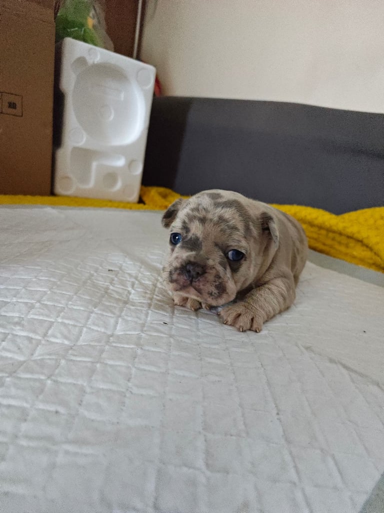 ❤️❤️Unique and beautiful French bulldogs puppies for sale 3 boys and 2 girls🩵🩵🩵