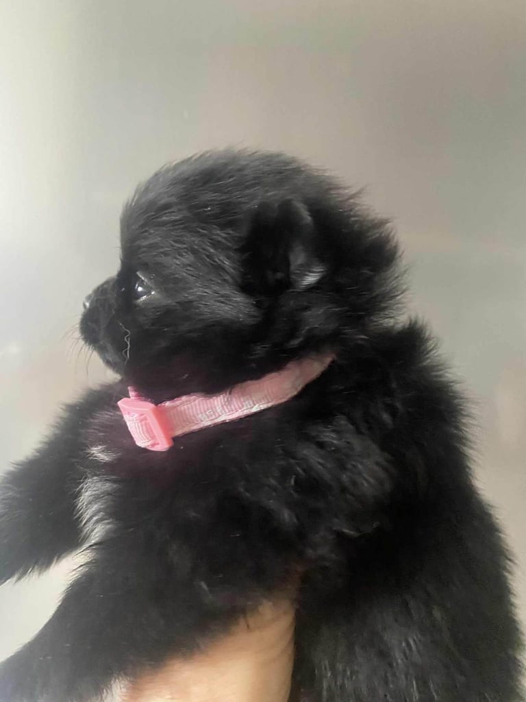 Pomeranian puppies 