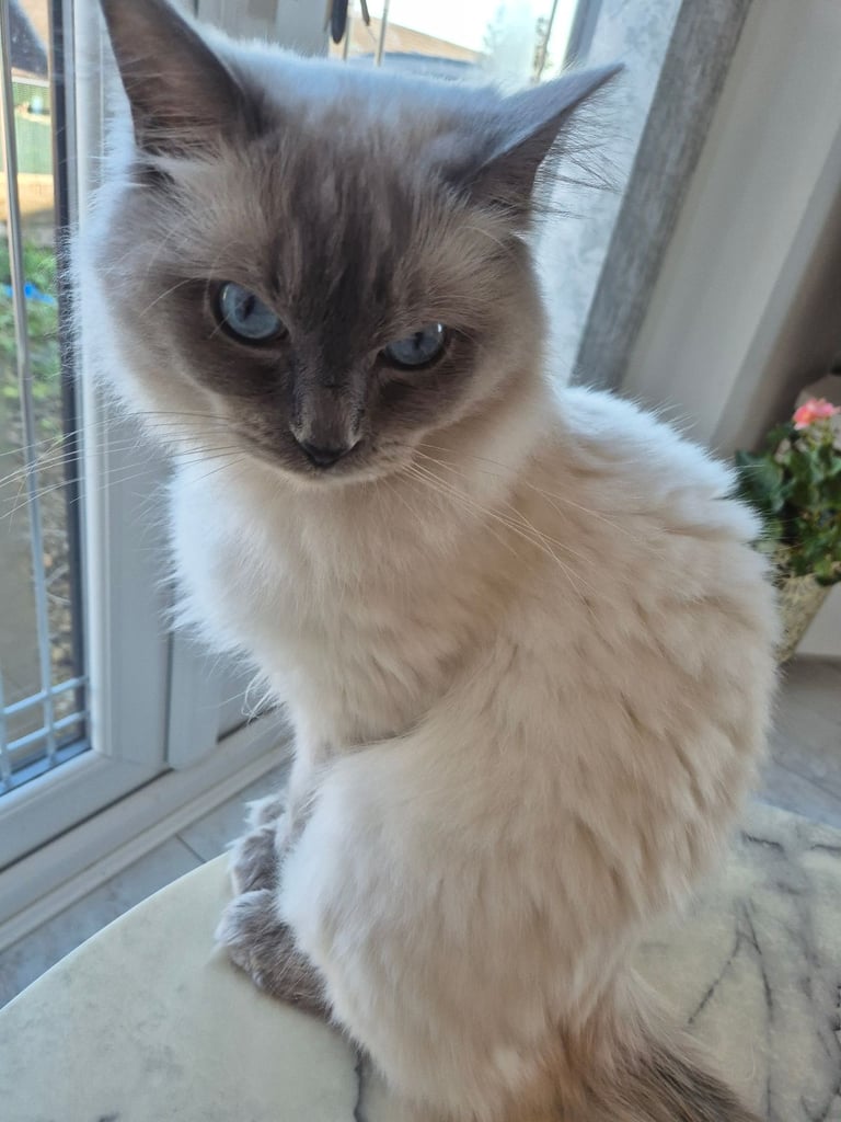  Pure Blue Point Ragdoll Male 