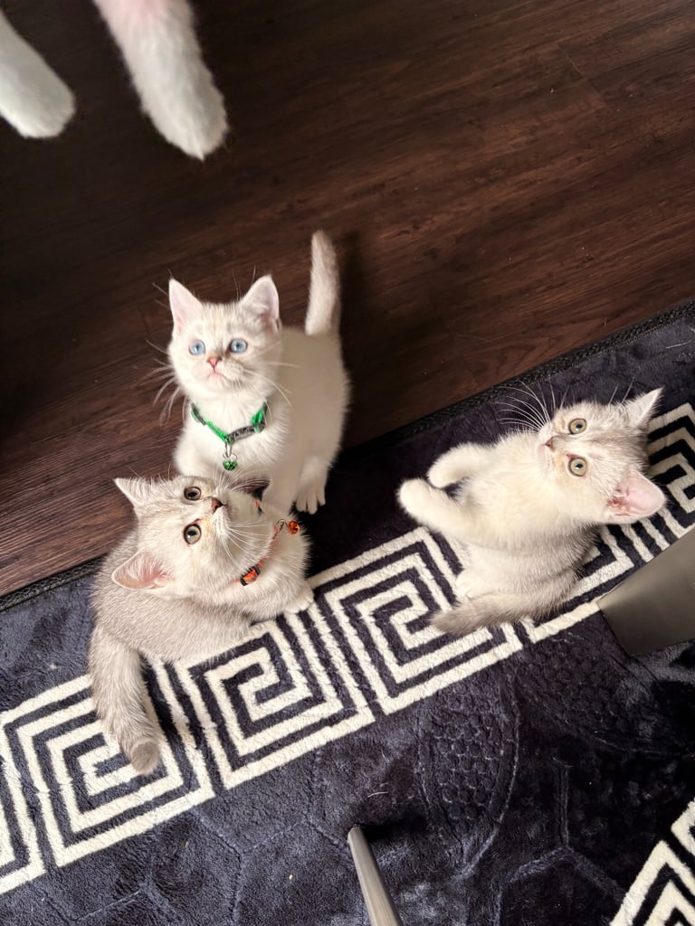 Kitten 
