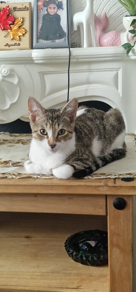 Gorgeous tabby kitten available 