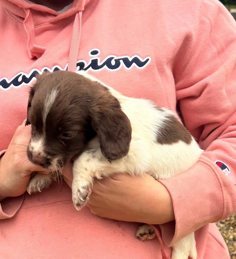 Springer spaniel puppies 