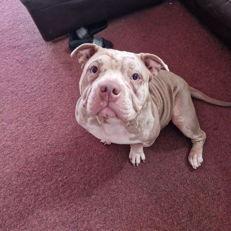 Pocket Bully