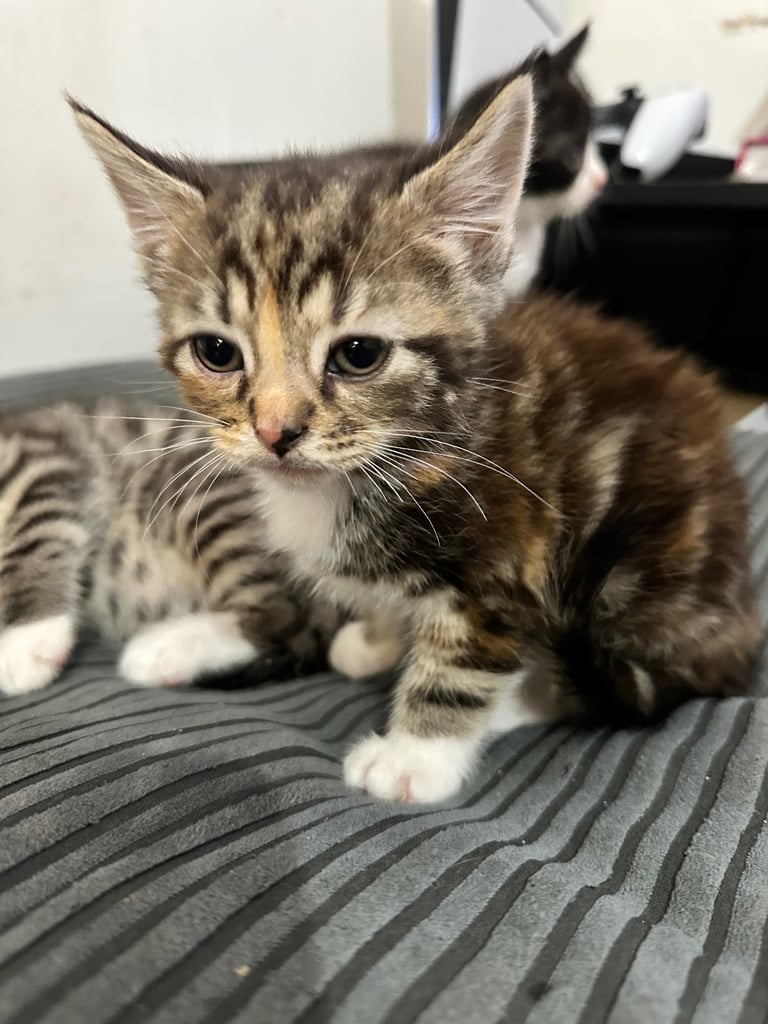 🐾 Adorable Kittens Ready for Their Forever Homes! 🏡