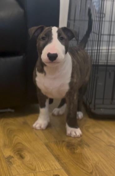 🏴󠁧󠁢󠁥󠁮󠁧󠁿 English Bull Terrier Puppies 🏴󠁧󠁢󠁥󠁮󠁧󠁿 