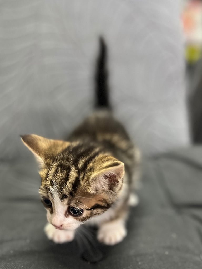 Kittens