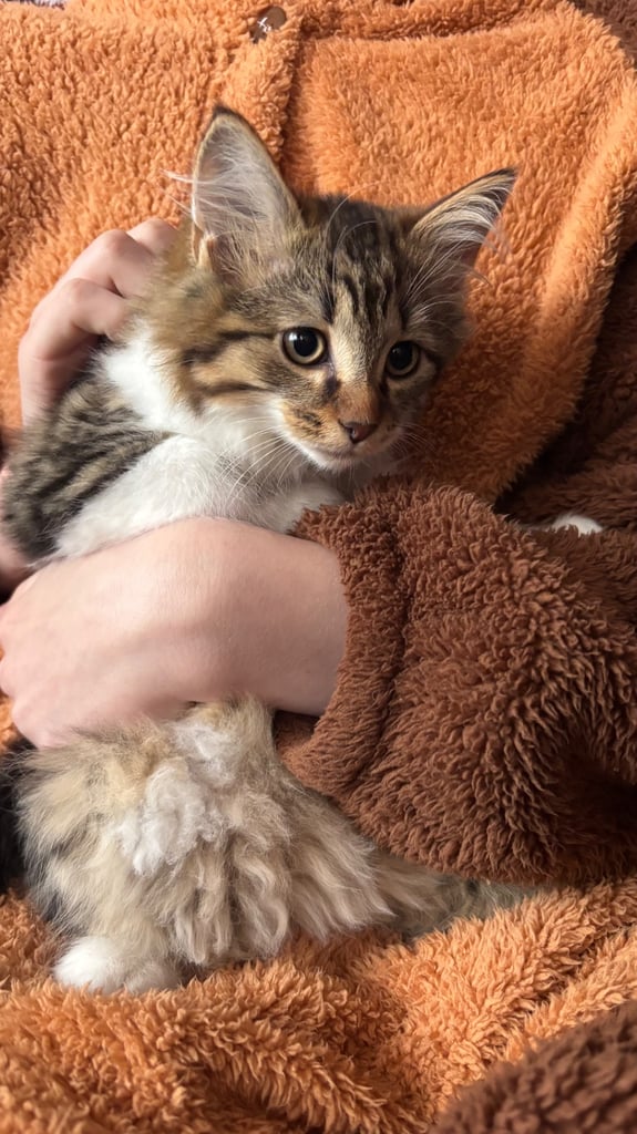 Kittens for sale