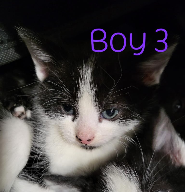3 Male Kittens For Sale