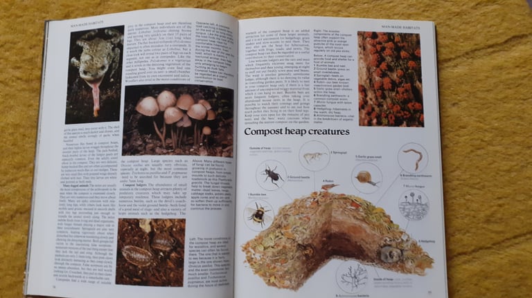 Wildlife On Your Doorstep Readers Digest