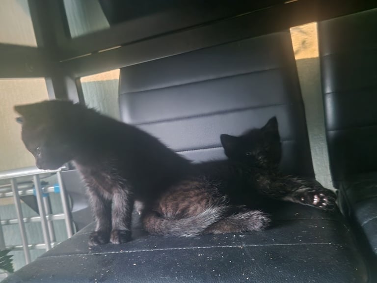 Kittens for sale