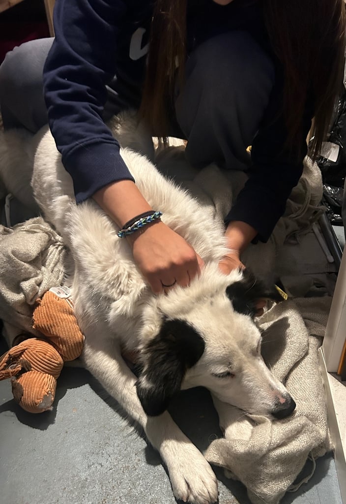 Castrated 11 months old female dog