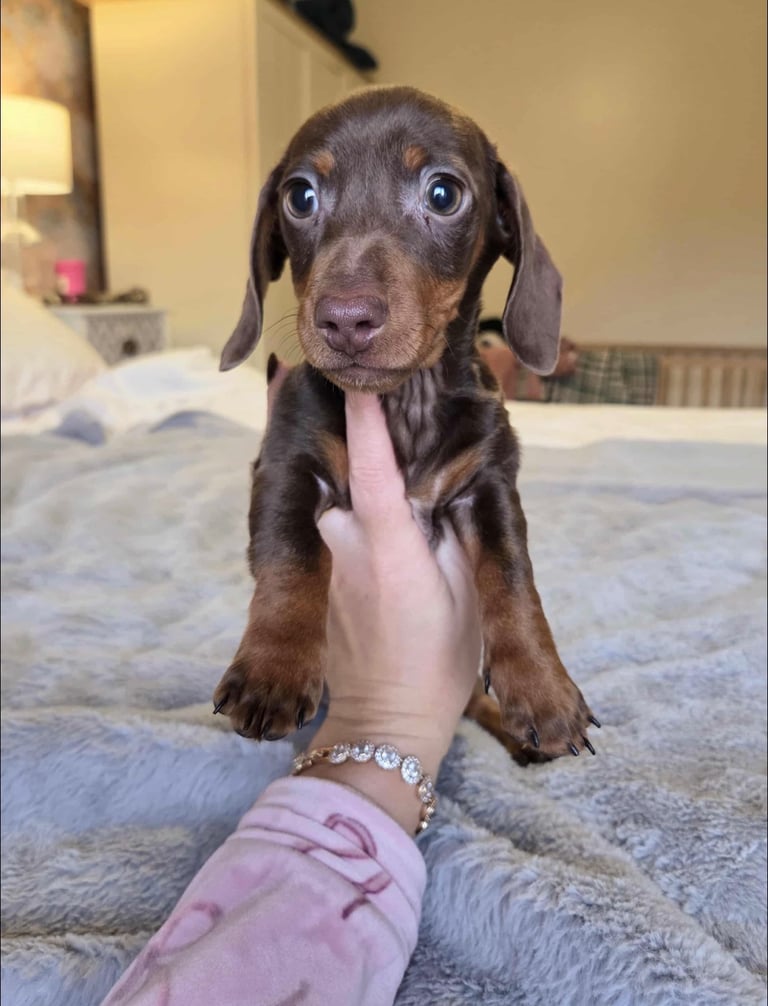 Miniature Dachshund Puppies