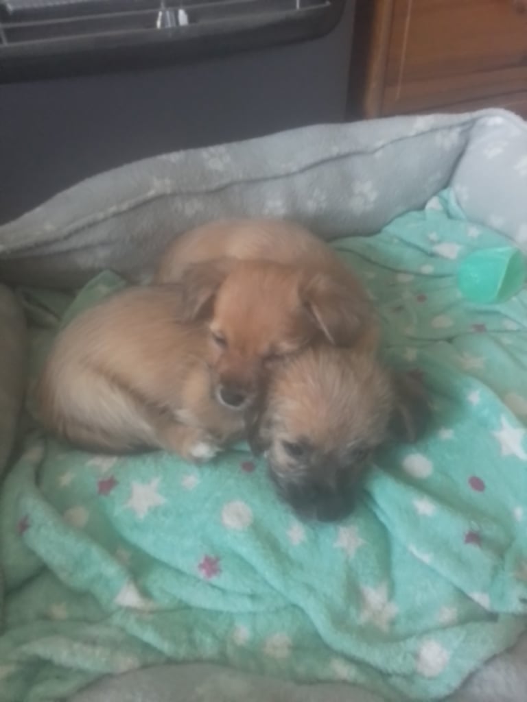 Chihuahua mixed border Terriers cross puppies 