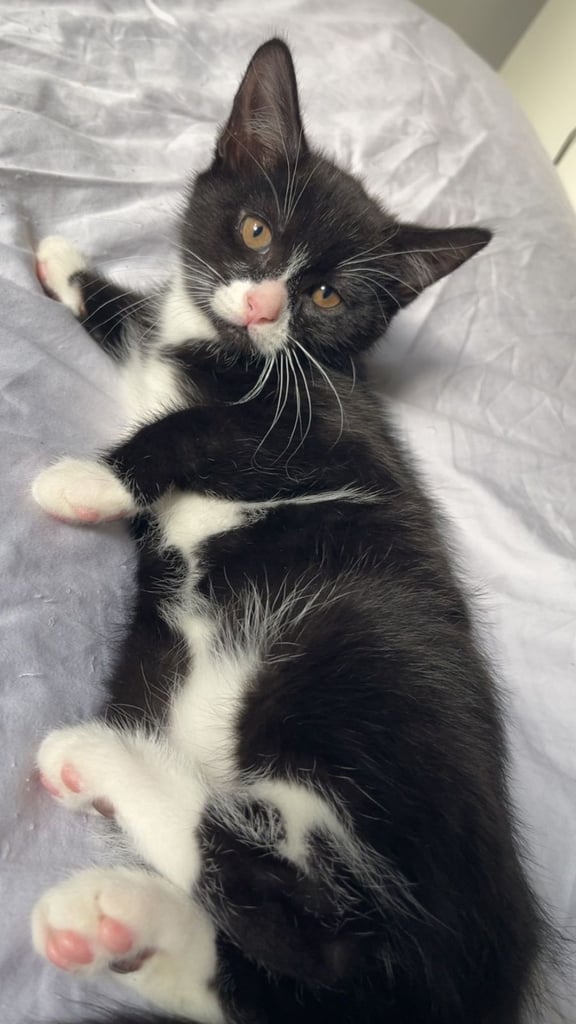 Female and Male Kitten For Sale