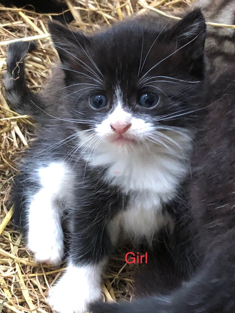 Adorable kittens 🐈‍⬛ 