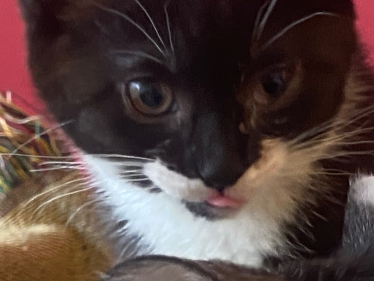 For kittens Ready for rehoming