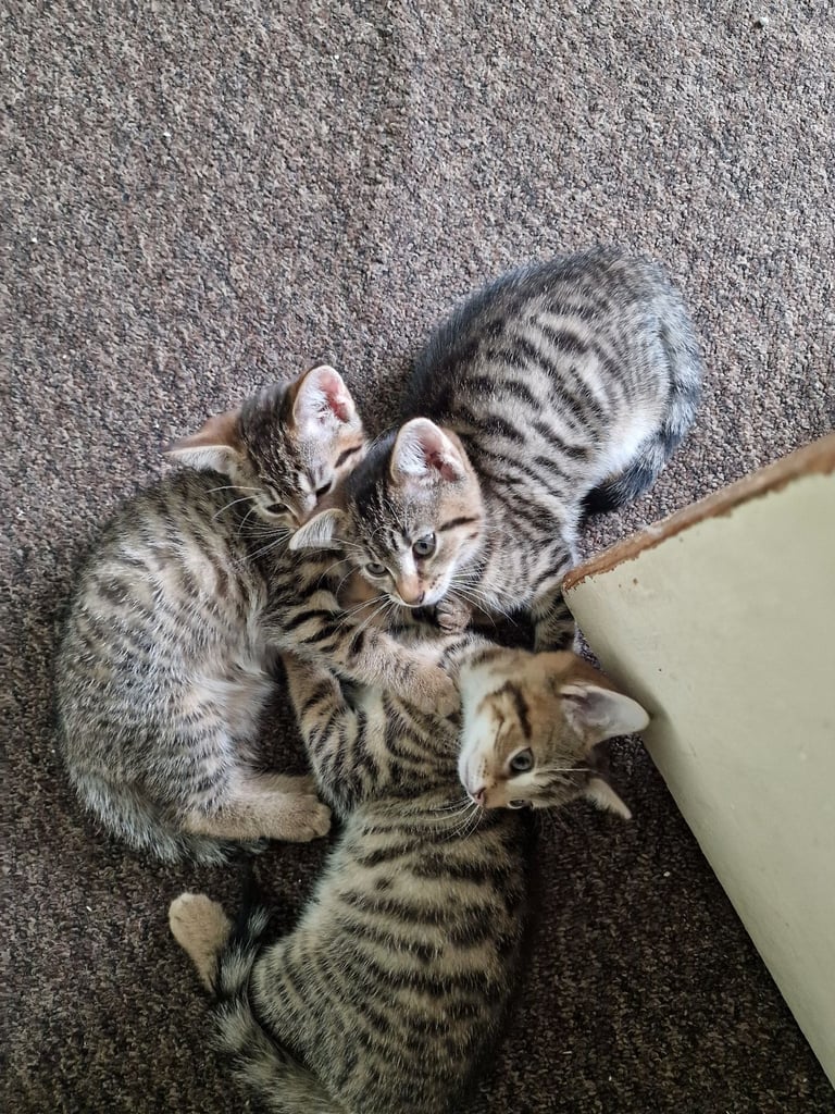 3 beautiful female kittens up for sale