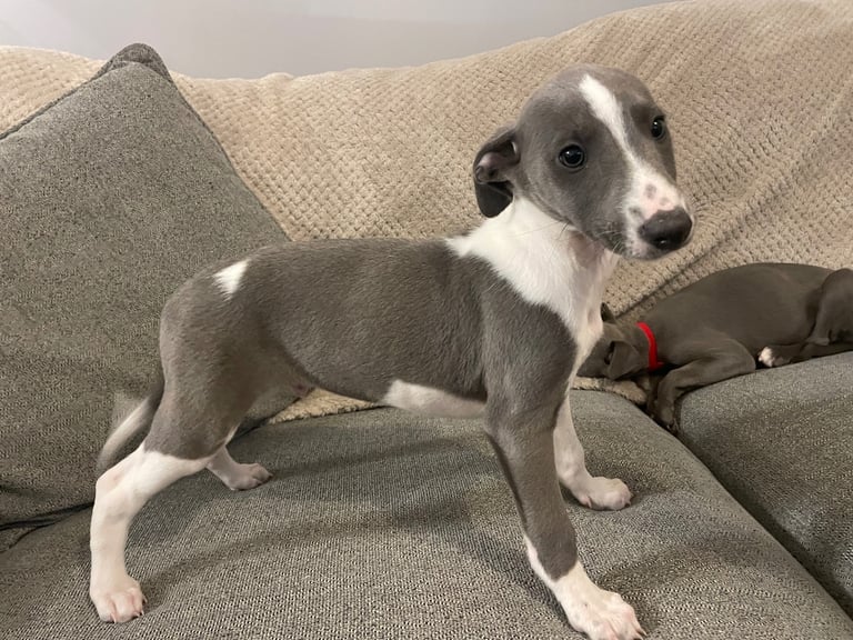 ⭐️⭐️ gorgeous whippet puppies⭐️⭐️