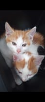 Beautiful Ginger kittens for Sale 