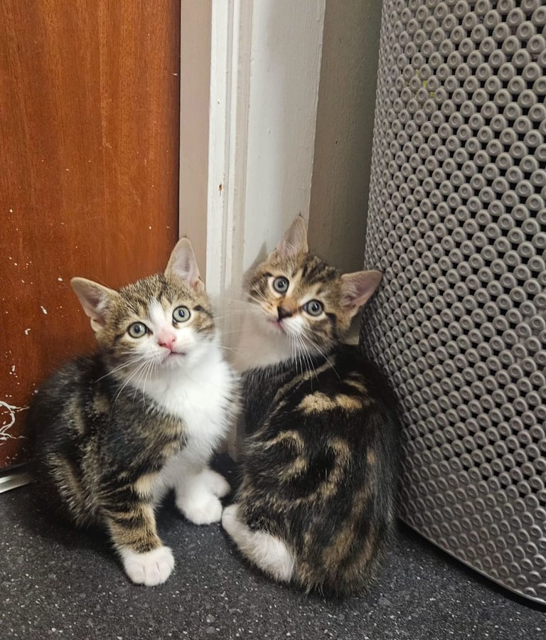 Tabby kittens 