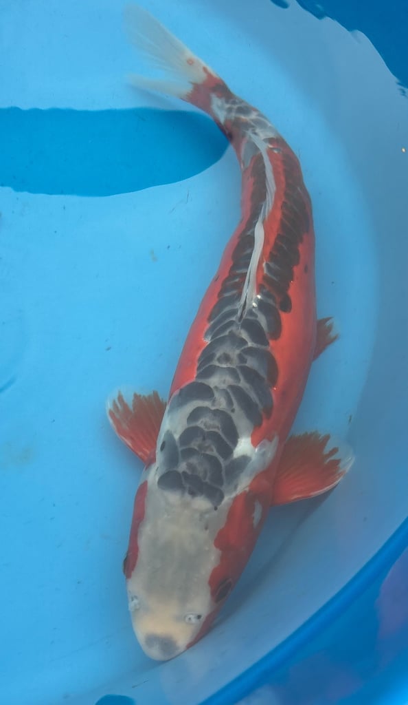 koi carp / fish 
