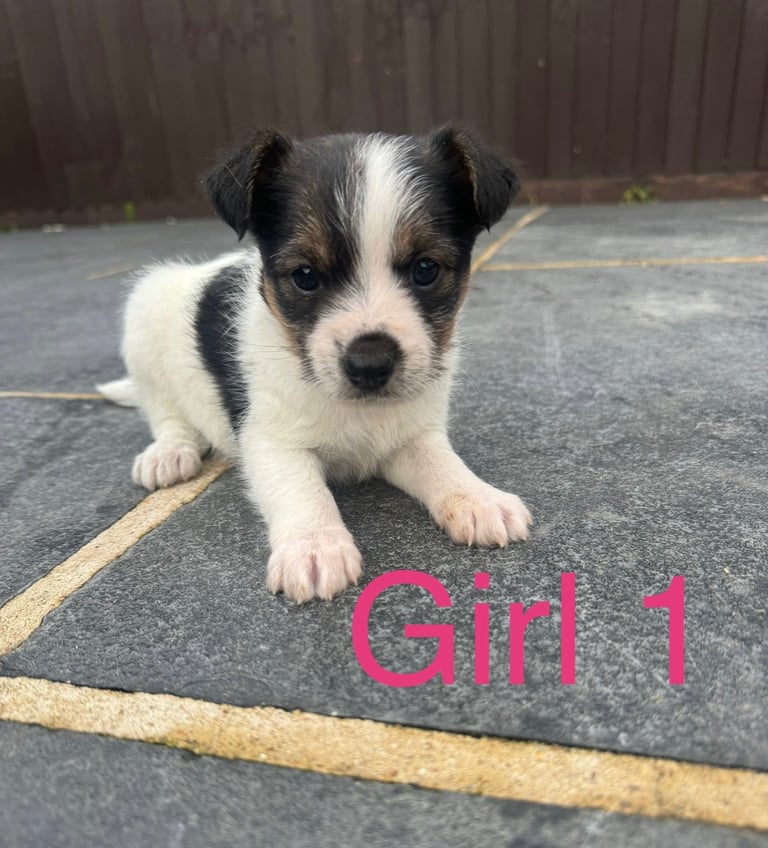 Jack Russell Puppies 🐶