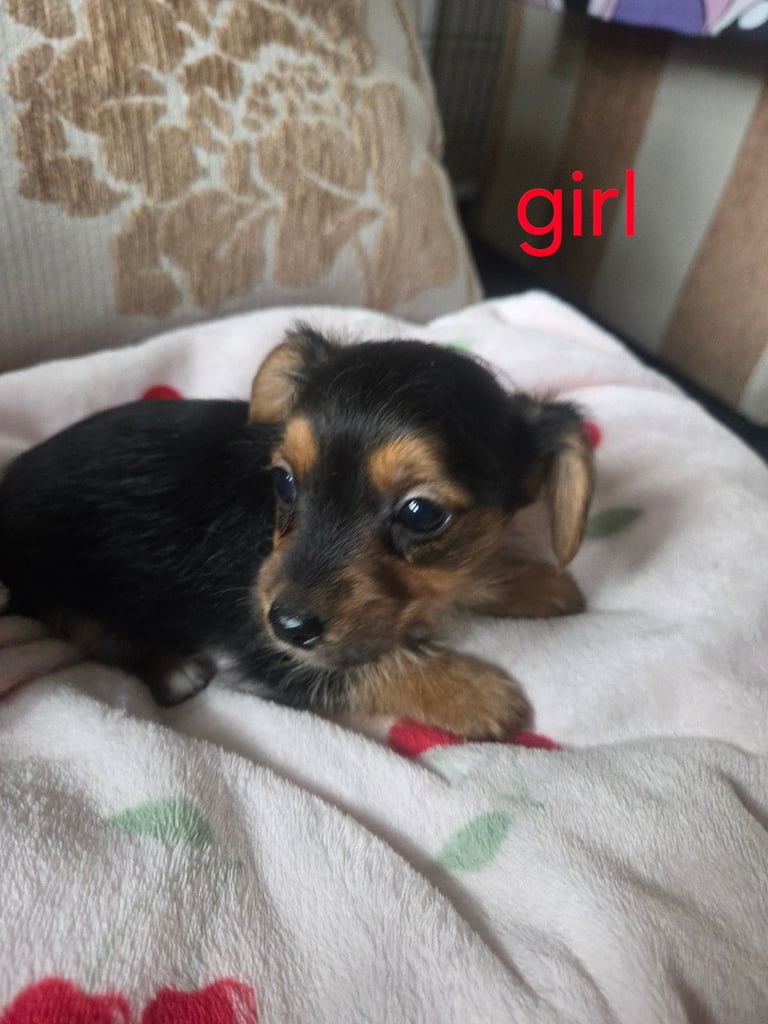 Yorkshire terrier x jackrussell 