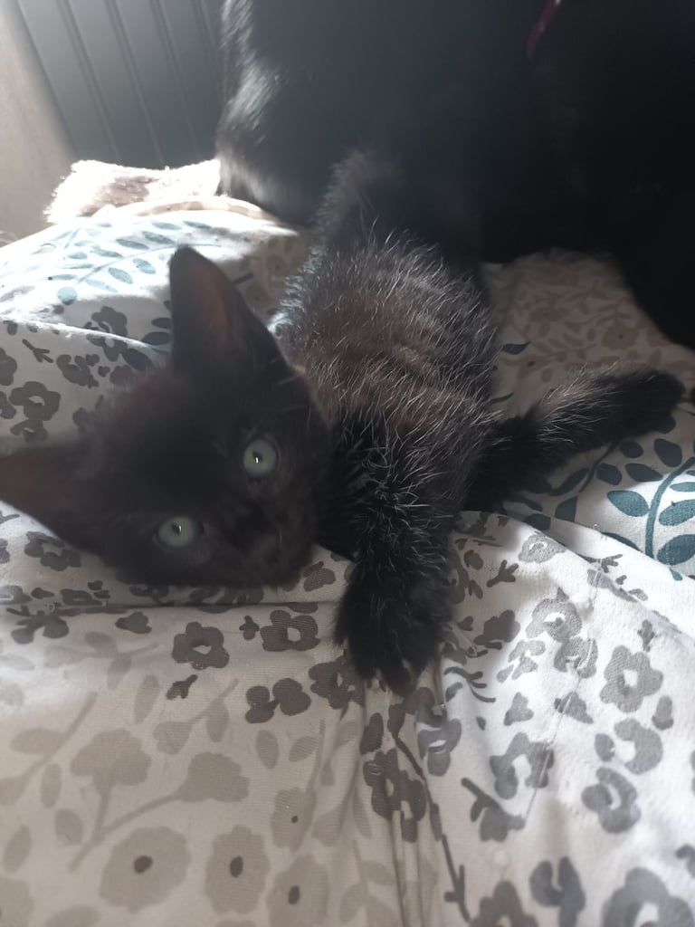 2 gwjus kittens 