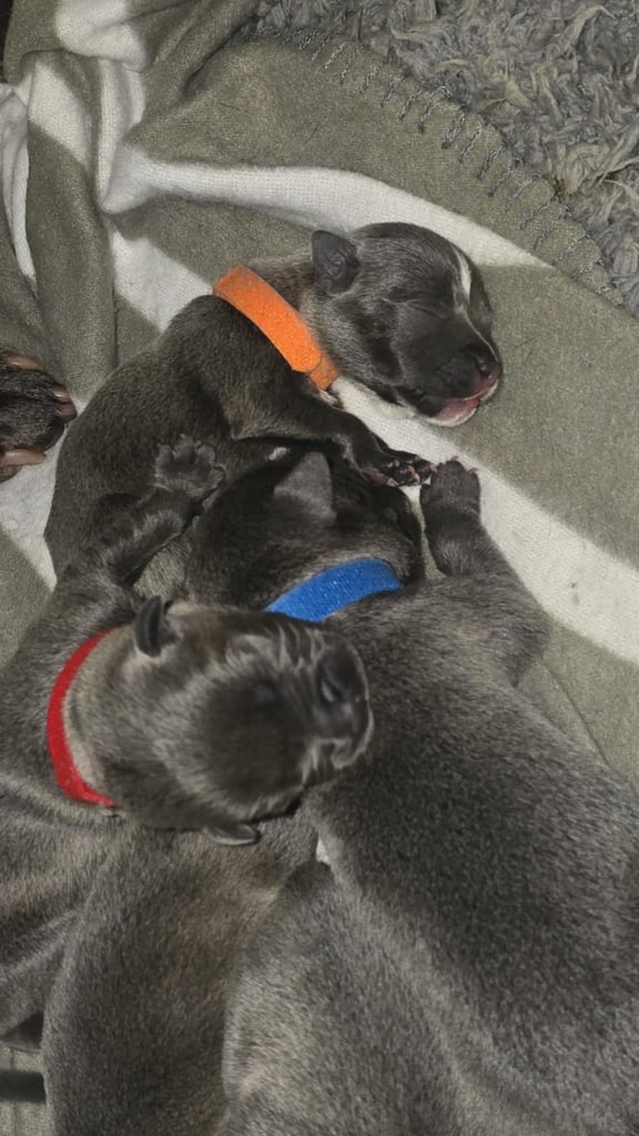 Blue staffy puppies