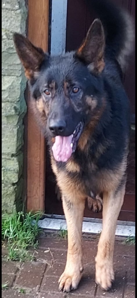 Pure breed German shepherd puppies for sale 