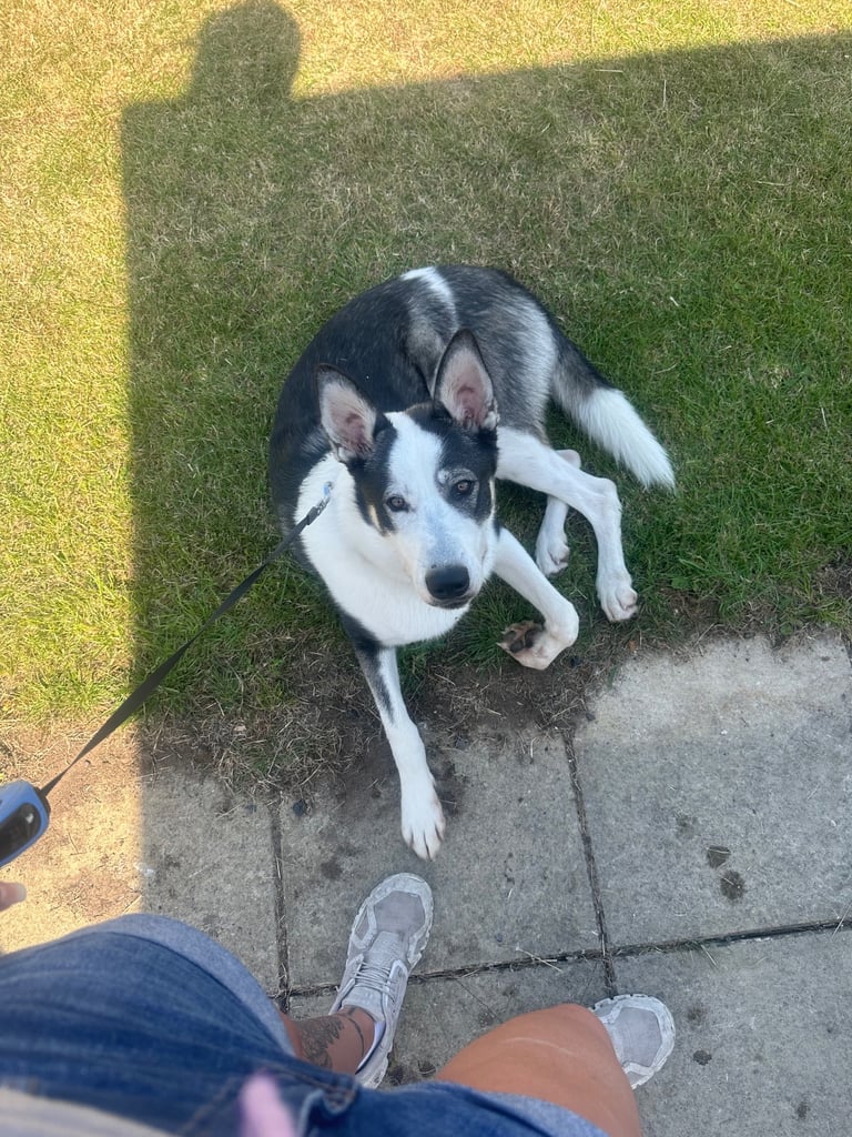 Male husky 