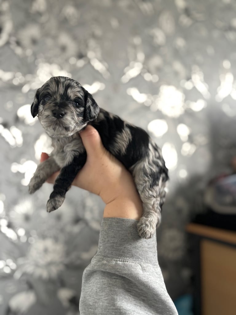 image for Cockapoo cross cavapoo 
