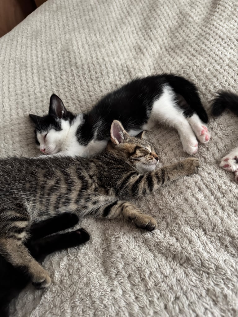 Cute black & white female kitten 