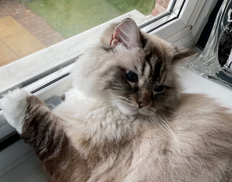 Female Adult Ragdoll for Rehoming