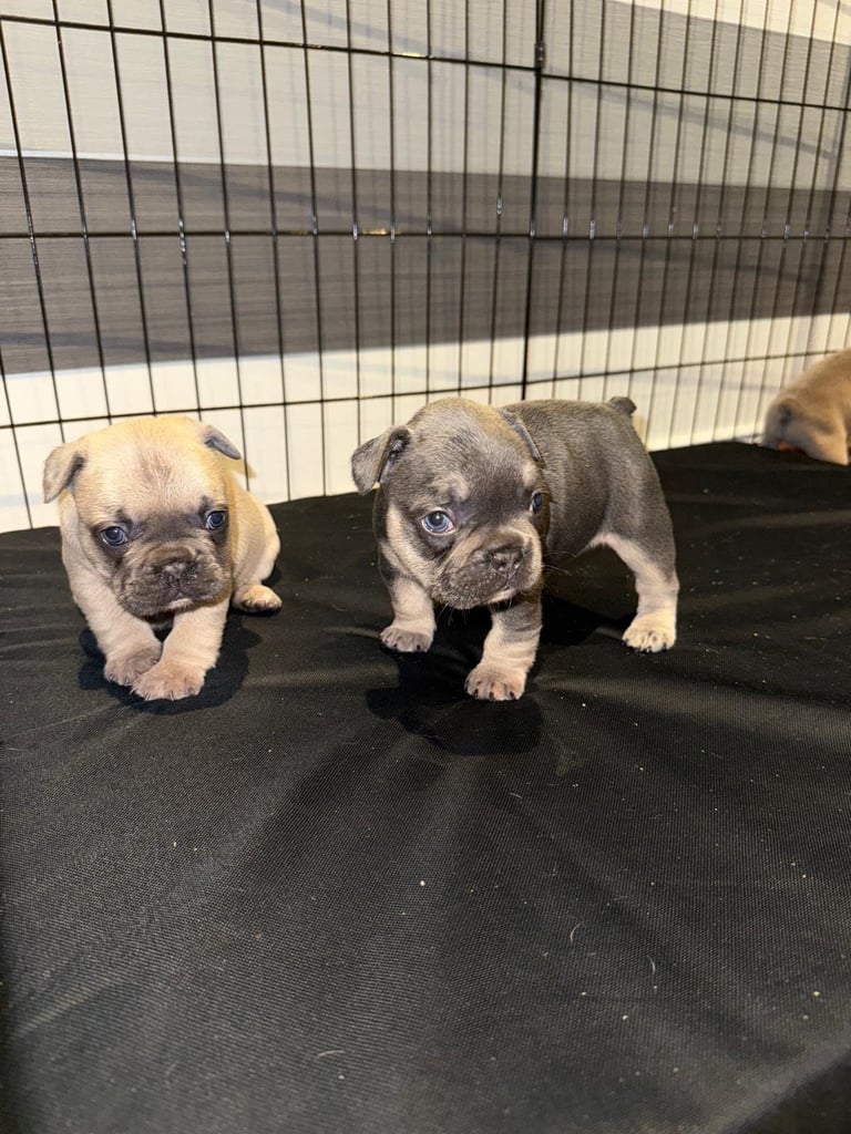 French Bulldog Puppies KC Reg