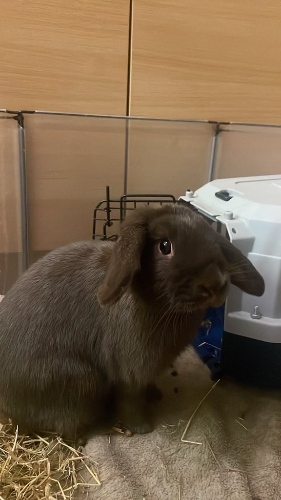Abandoned Bunny Needs Home ASAP! 