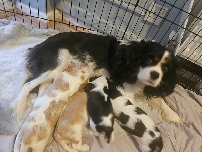 4 cavalier king charles spaniel puppies for sale