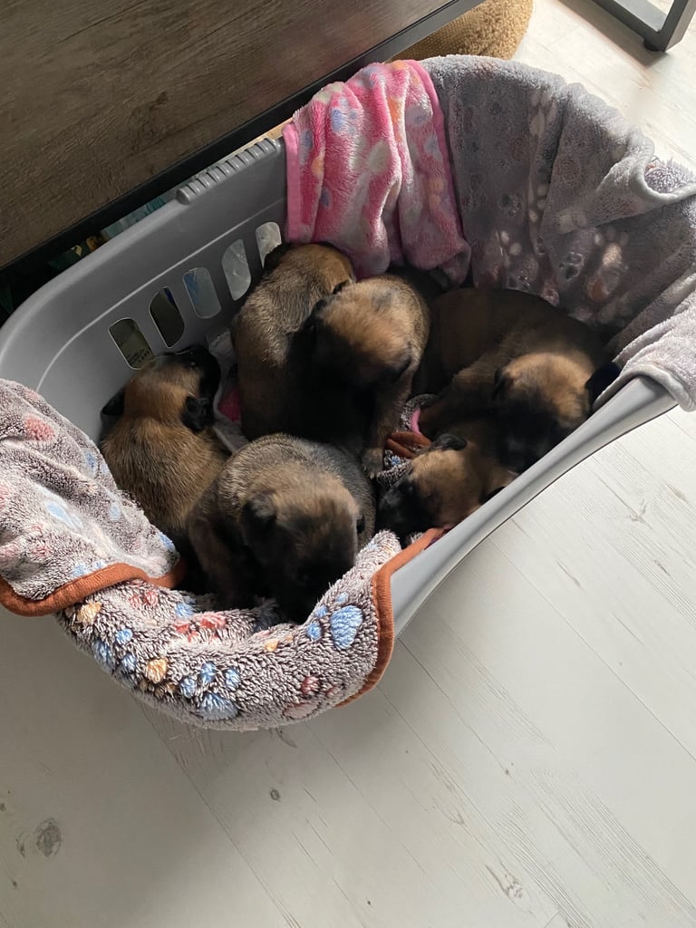 Belgium malinois x bull lurcher puppy’s 