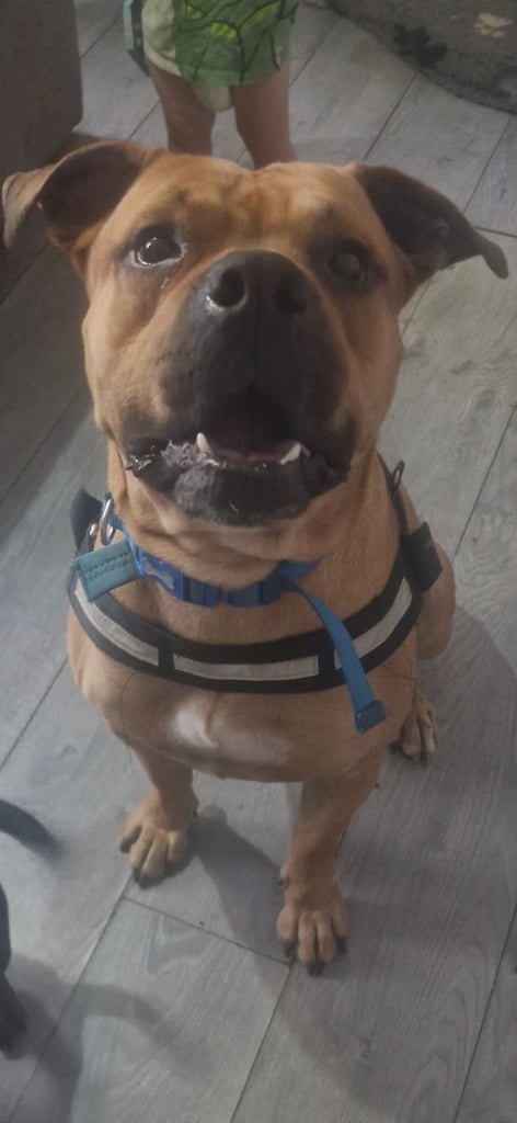 Male dog and cat for sale