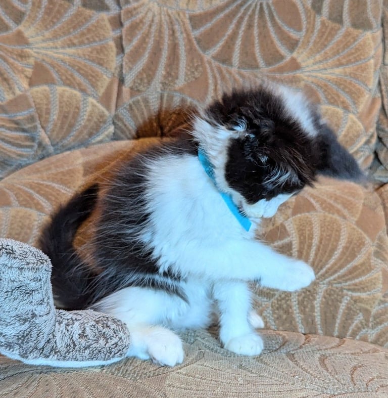 🐾 Giant GCCF Maine Coon Kitties 🐾