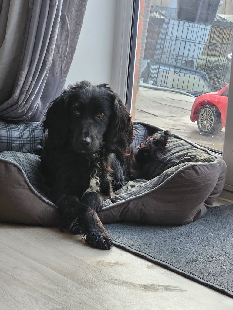 image for Beautiful Cocker Spaniel 