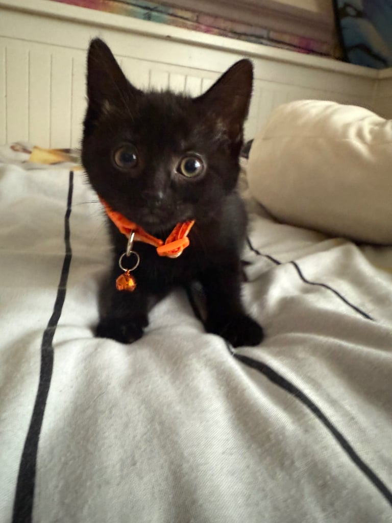 5 kittens for sale 4 girls 1 boy
