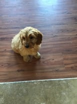 Cavapoo pups