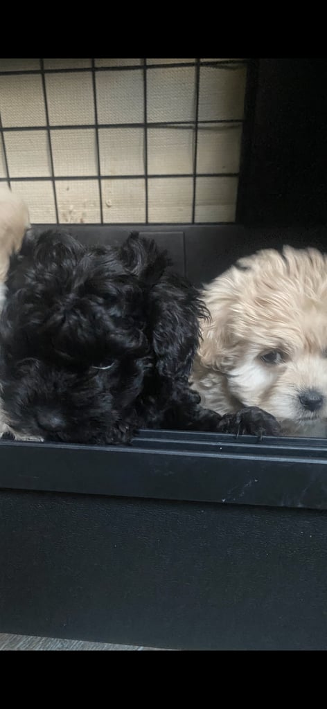 Maltipoo puppys 3girls 1boy 