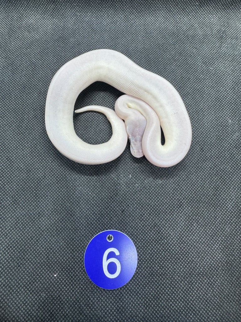 Royal python from £60