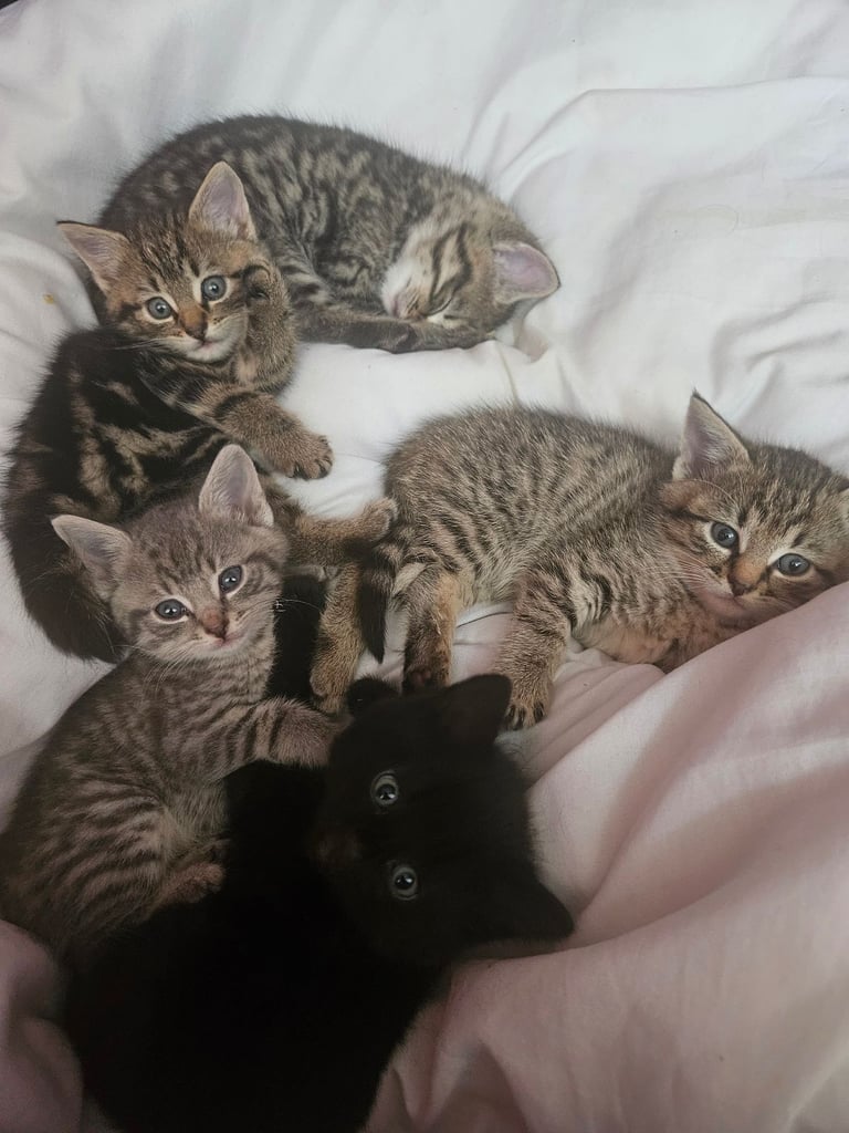Kittens, ready mid november- Only Girl number 1 available