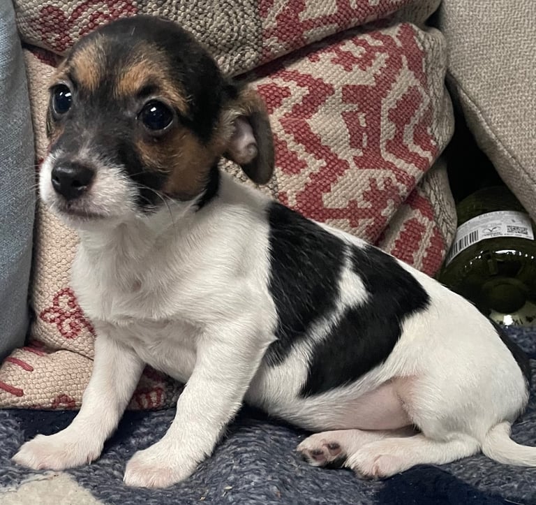 BEAUTIFUL JACK RUSSELL PUPPIES 