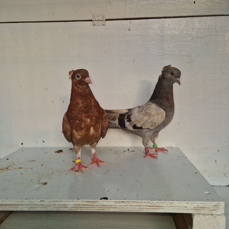 Serbian highflyers for sale 