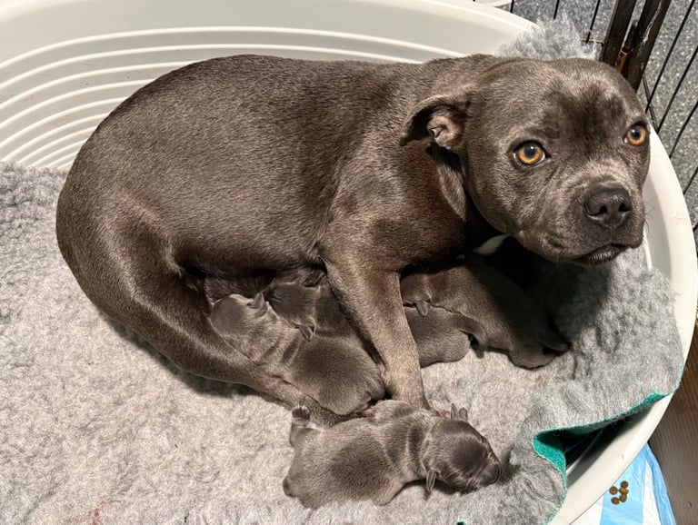 Chunky blue staffy pups 