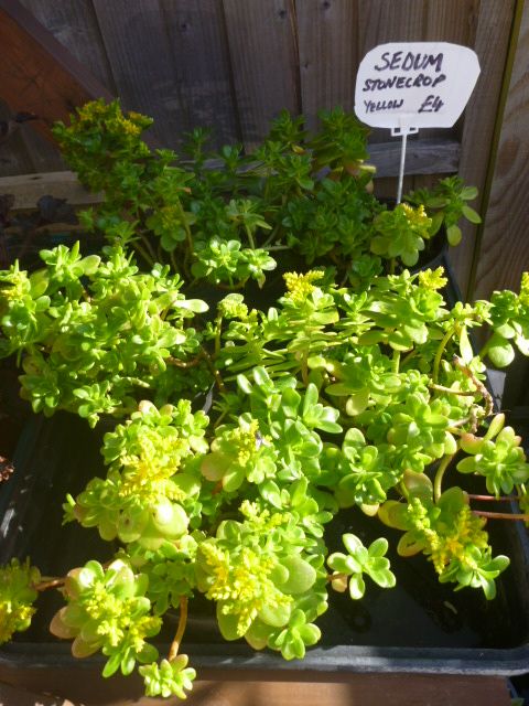 Garden Plants  Pachysandra, Campanula, Heuchera Palm Penstemon Grass Hellebore Hibiscus Fig  etc
